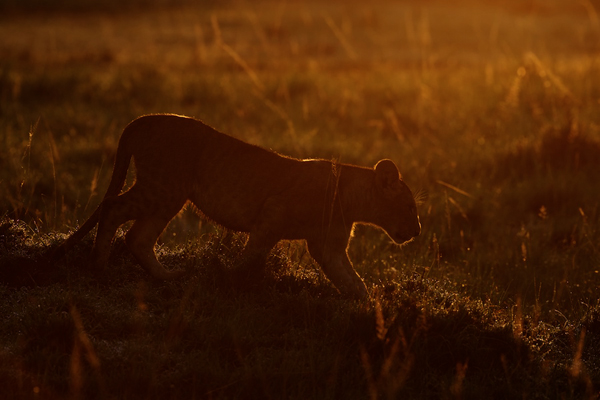 Lion-Africa-Safari- BOTOocN2519