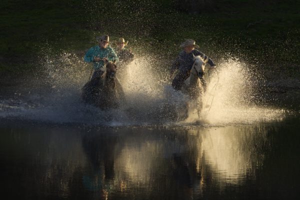 Horse photography workshop