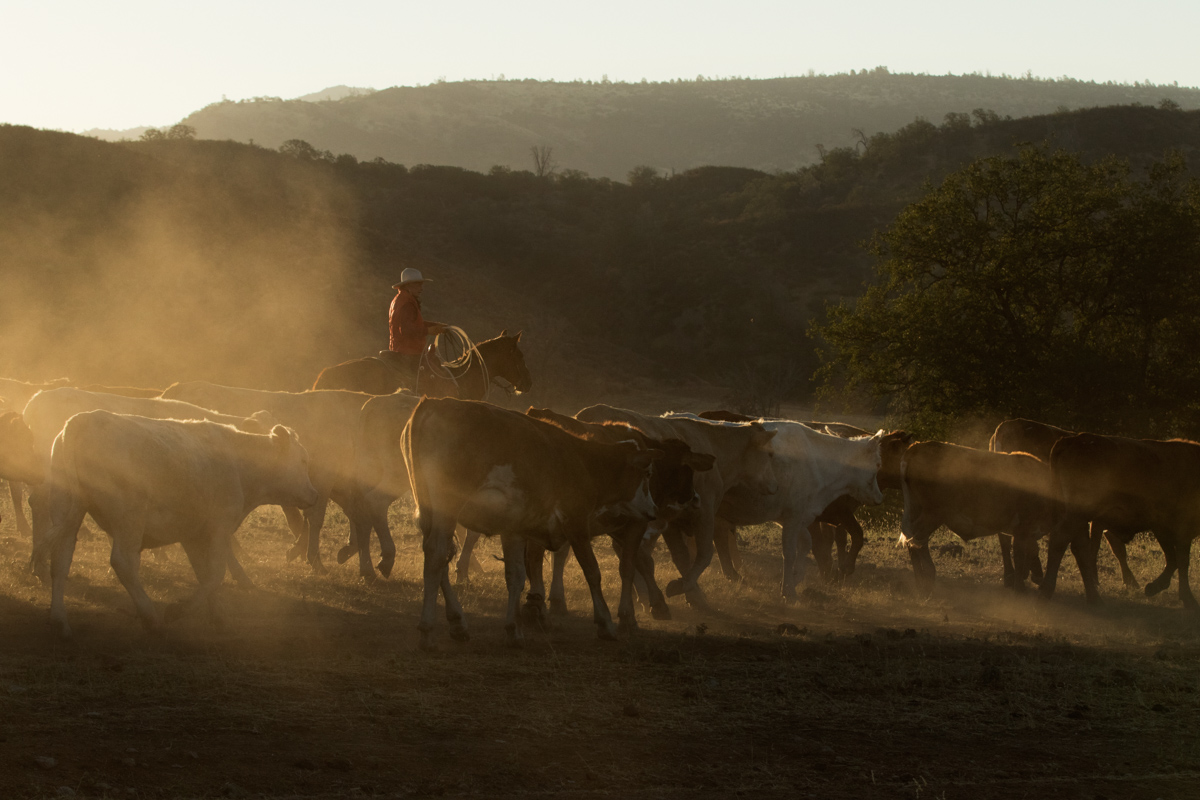 horse photography workshop