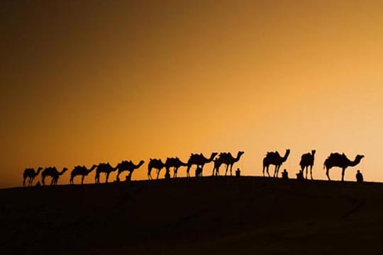 camels in the Thar Desert, India