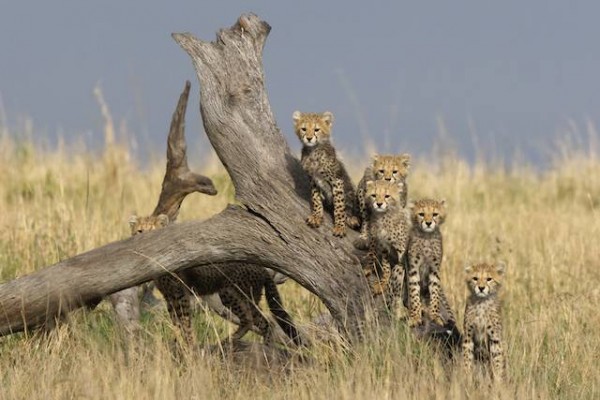 6 cheetah cubs, 4 weeks old
