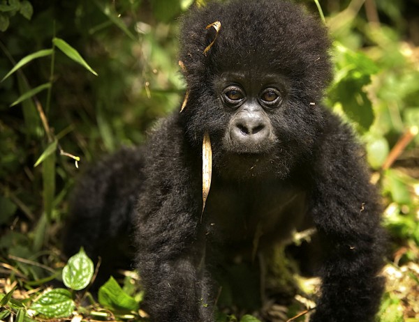 Baby mountain gorilla