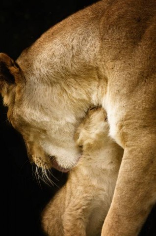 Lion Cub with Mother