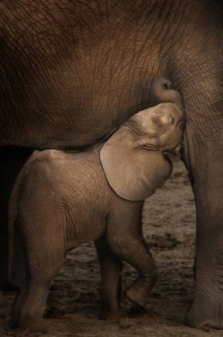 Baby Elephant with Mother