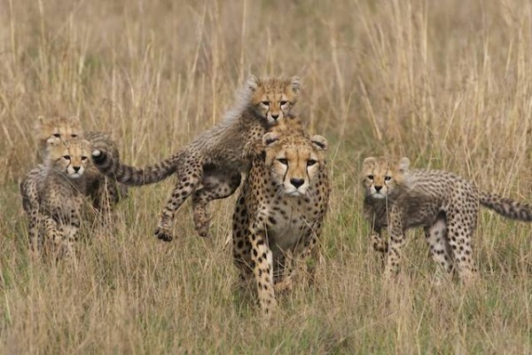 Cheetah Cub Leaps on Mother