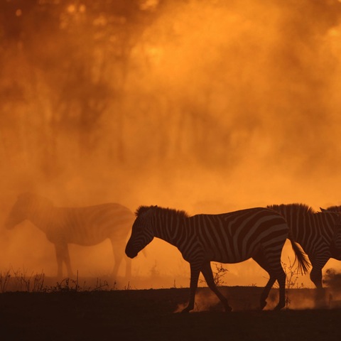 Silhouette of zebras