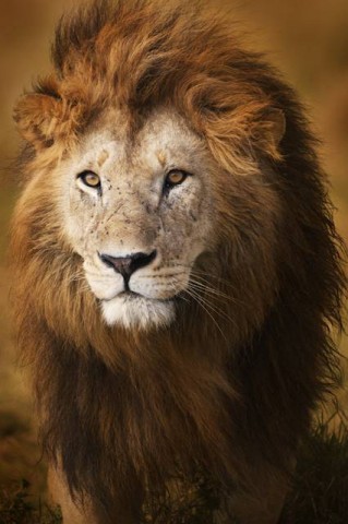 Kenya Lion  Kenya Lion