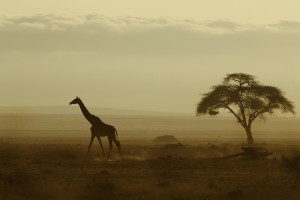 Giraffe roaming across the great plains of Amboseli, Kenya