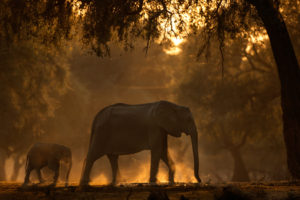 Elephants-Africa-Piper-Mackay-BV2U9302-Edit