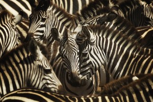 Zebra migration, Maasai Mara, Kenya