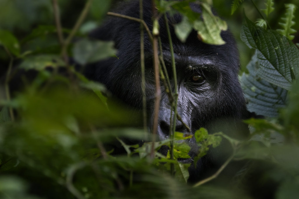 Gorilla in Uganda