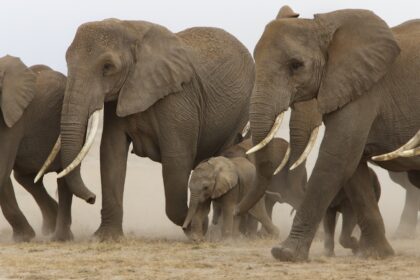Elephant-Africa-Photo-safari-Ken13Amb1DX_5245
