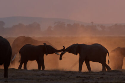 Elephant-Africa-Photo-safari-MARA8L6472---Version-2