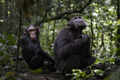 Photograph of a chimpanzee in Uganda