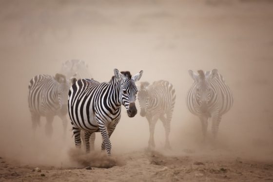 Zebra Africa Piper Mackay