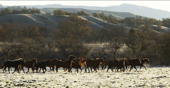 herd of horses running