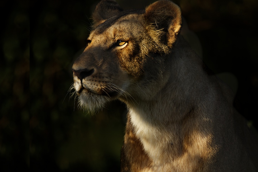 Lion-Africa-Safari- BOTOocN2879