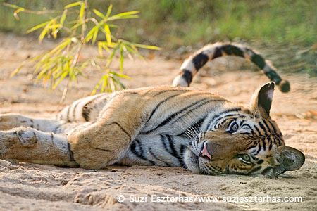Tiger   Panthera tigris Bandhavgarh National Park, India