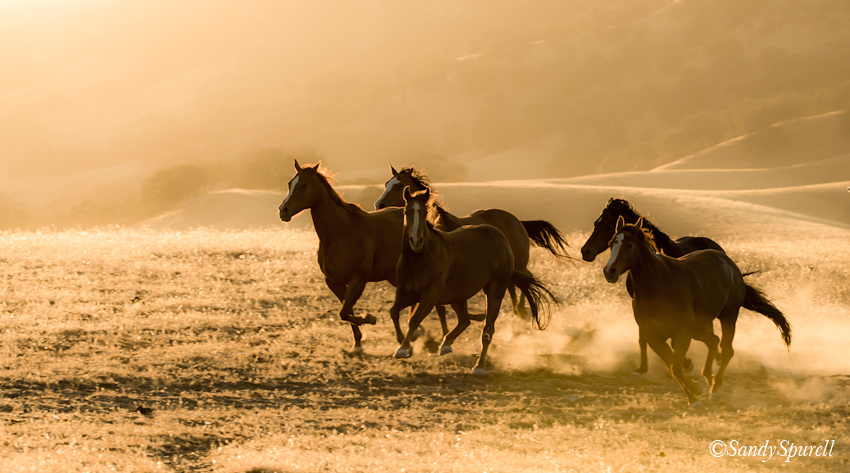 horse-photography-workshop-3161