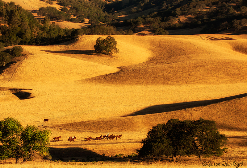 Golden Hills Of The V6 Ranch_©Susan Quin Byrd