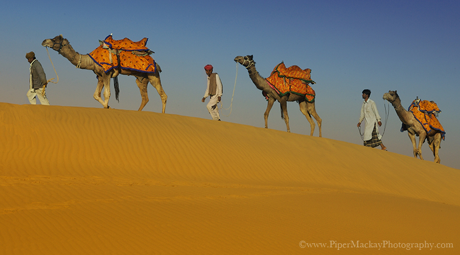 Men walking their camels along the ridge of the sand dunes in Jalsalmer, India