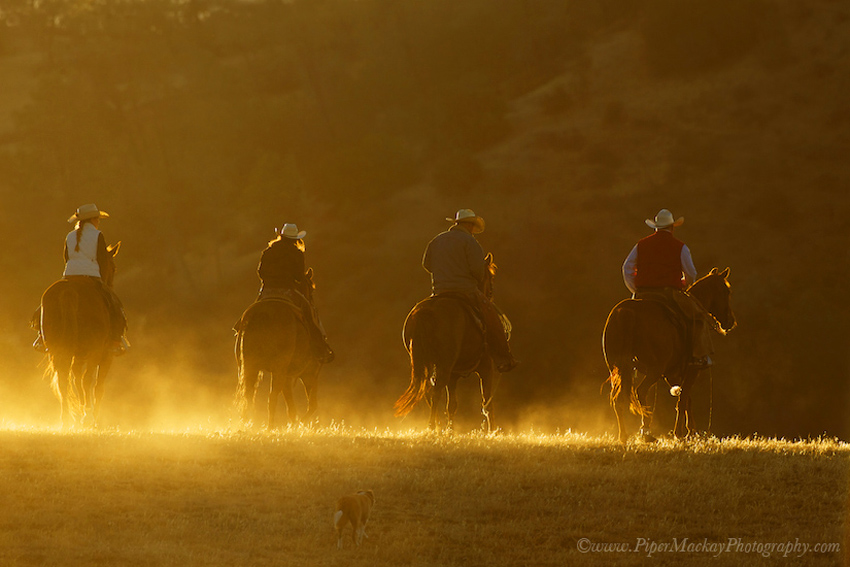 horse-photography-wiorkshop3908