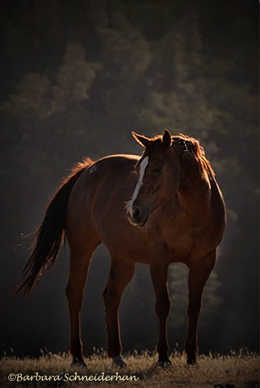 horse-photography-workshop-02[2]