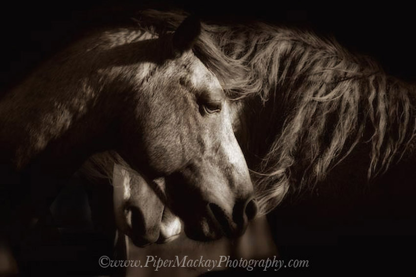 horse-photography-workshop-26P3443