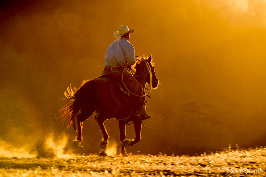 horse-photography-workshop-3226