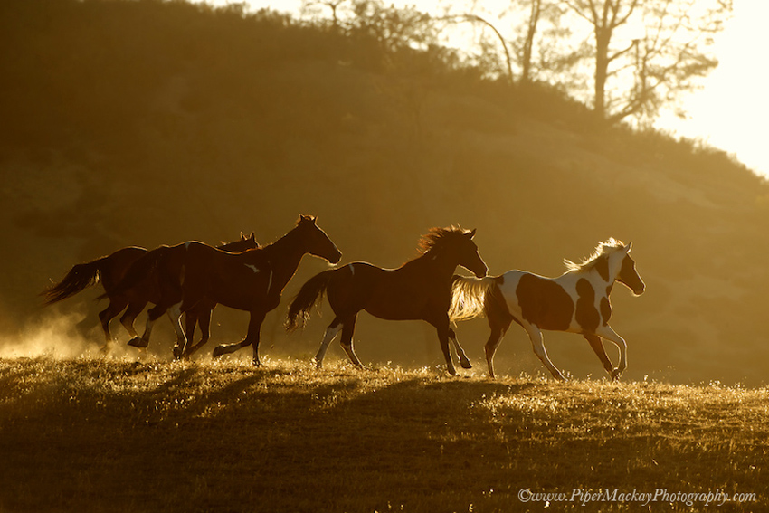 horse-photography-workshop4080