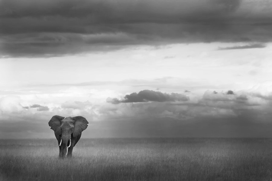 AFrica-wildlife-photo-safari-kenya-Ken13AmbIMG_2407