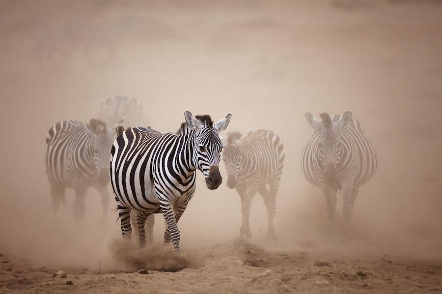 Africa-wildlife-photo-safari-Ken13AmbIMG_2623