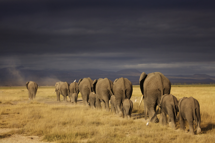 Africa-Wildlife-Photo-Safari-Kenya-Ken13AmbIMG_2686