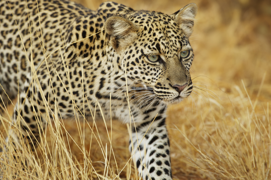 Africa-wildlife-photo-safari-kenya-Ken13sam1DX_5635