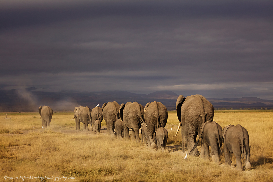 Best of Kenya 2015 - Elephants