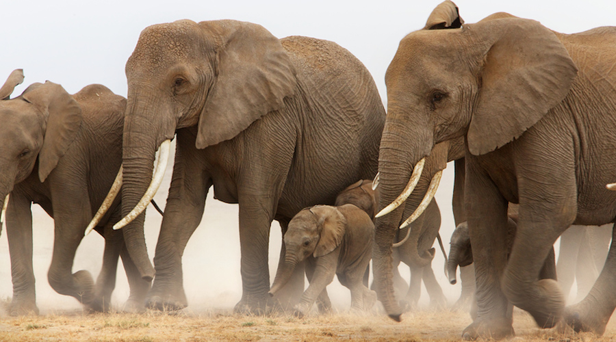 Africa-Safari-Amboseli-Elepahants-Piper-Mackay-Ken13Amb1DX_5244