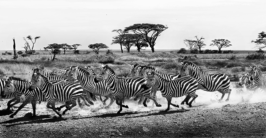 Africa-phot-safari-zebra-piper-mackay-BV2U9264