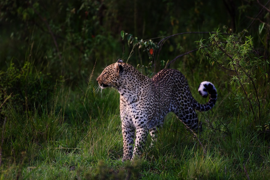 Africa-photo-safari-leopard-piper-mackay-BOTOocN2203