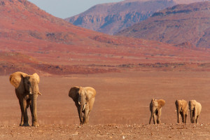 Elephant-Namibia-Photo-Tour-BV2U0433