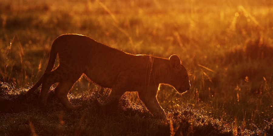 Lion-Africa-Safari- BOTOocN2519