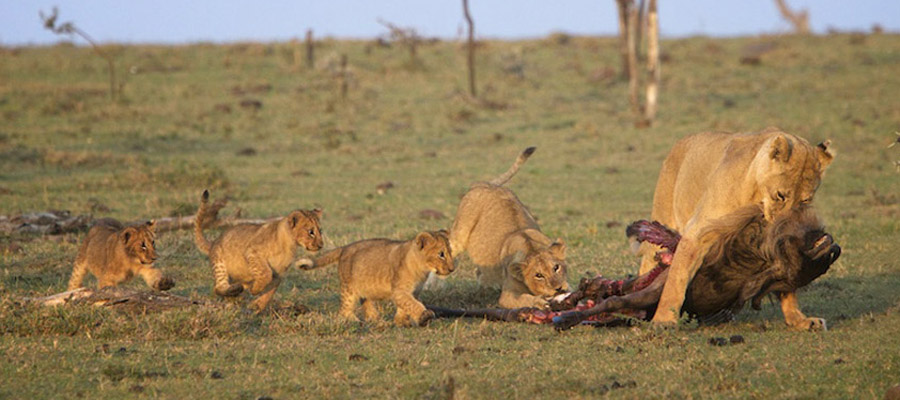 Lion-Africa-Safari-Piper-Mackay-MaraAugN4578