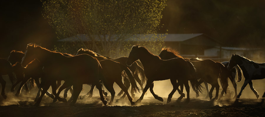 Horse-workshop-photography-BV2U9297