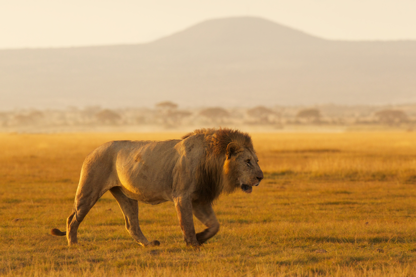 Africa-safari-lion-piper-mackay-Ken13Amb1DX_4911