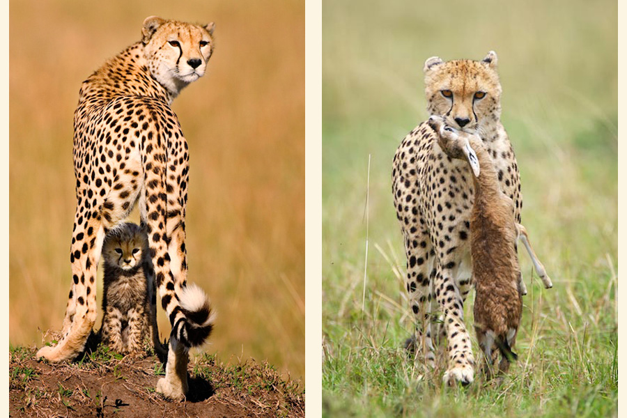 CHeetahs-safari-Africa