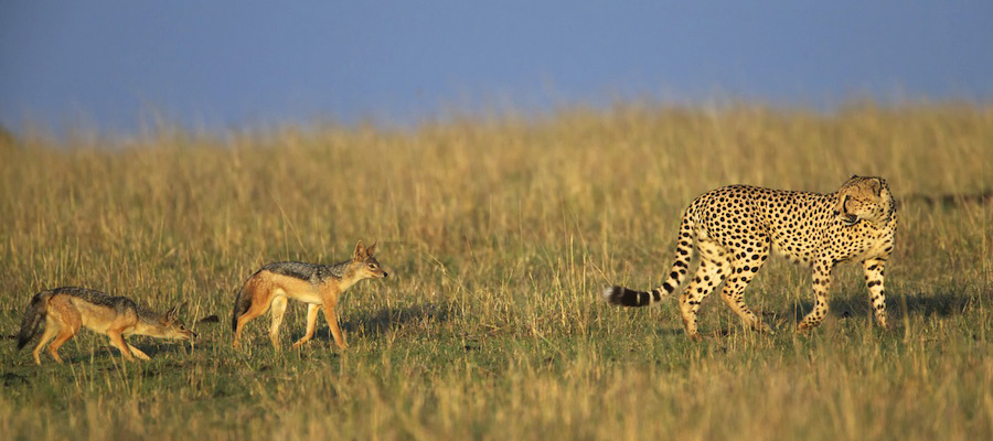 Cheetah-Safari-Africa-MaraAugN1403