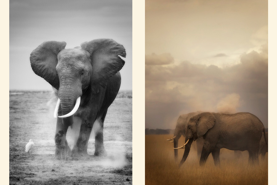 Elepants-Amboseli-Kenya