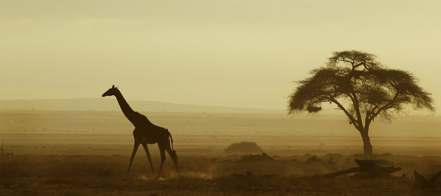 Giraffe-safari-africa-AmbAugN292