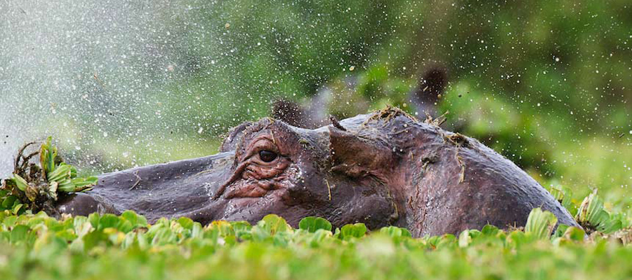 Hippo-Africa-Safari-Kenya-MARA8L5743