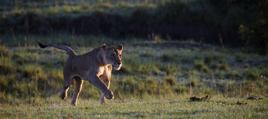 Lion-Africa-Safari- BOTOocN2779