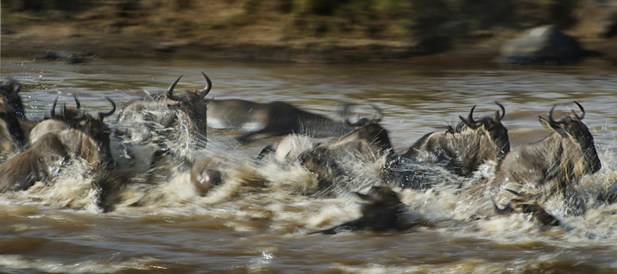 Migration-Safari-Africa-Kenya-MARA8L0695